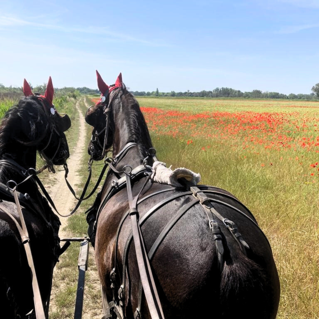 Hotel De Charme Aux Saintes Maries De La Mer 3 1