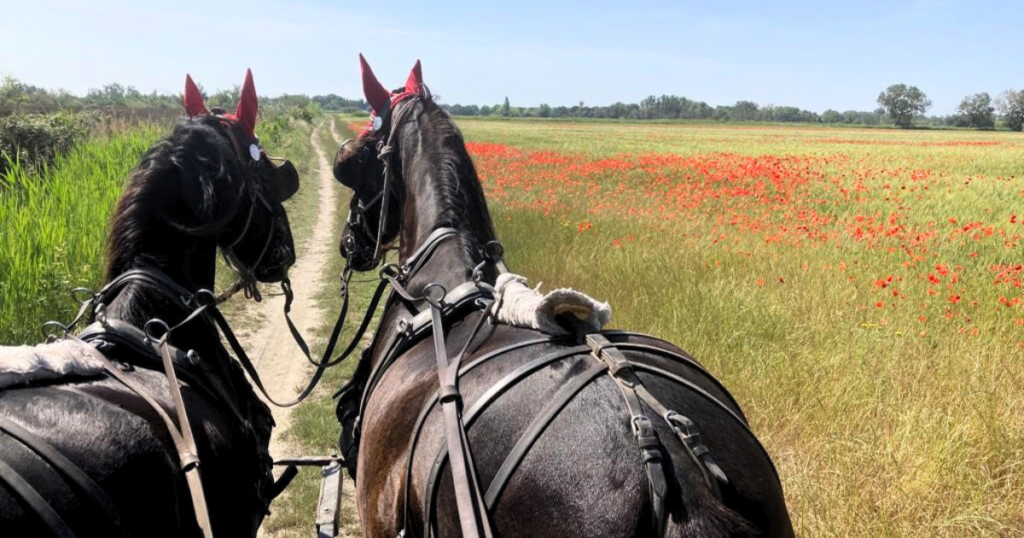 Hotel De Charme Aux Saintes Maries De La Mer 3 2