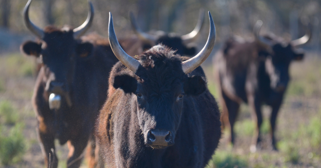Hotel De Charme Aux Saintes Maries De La Mer 5 1