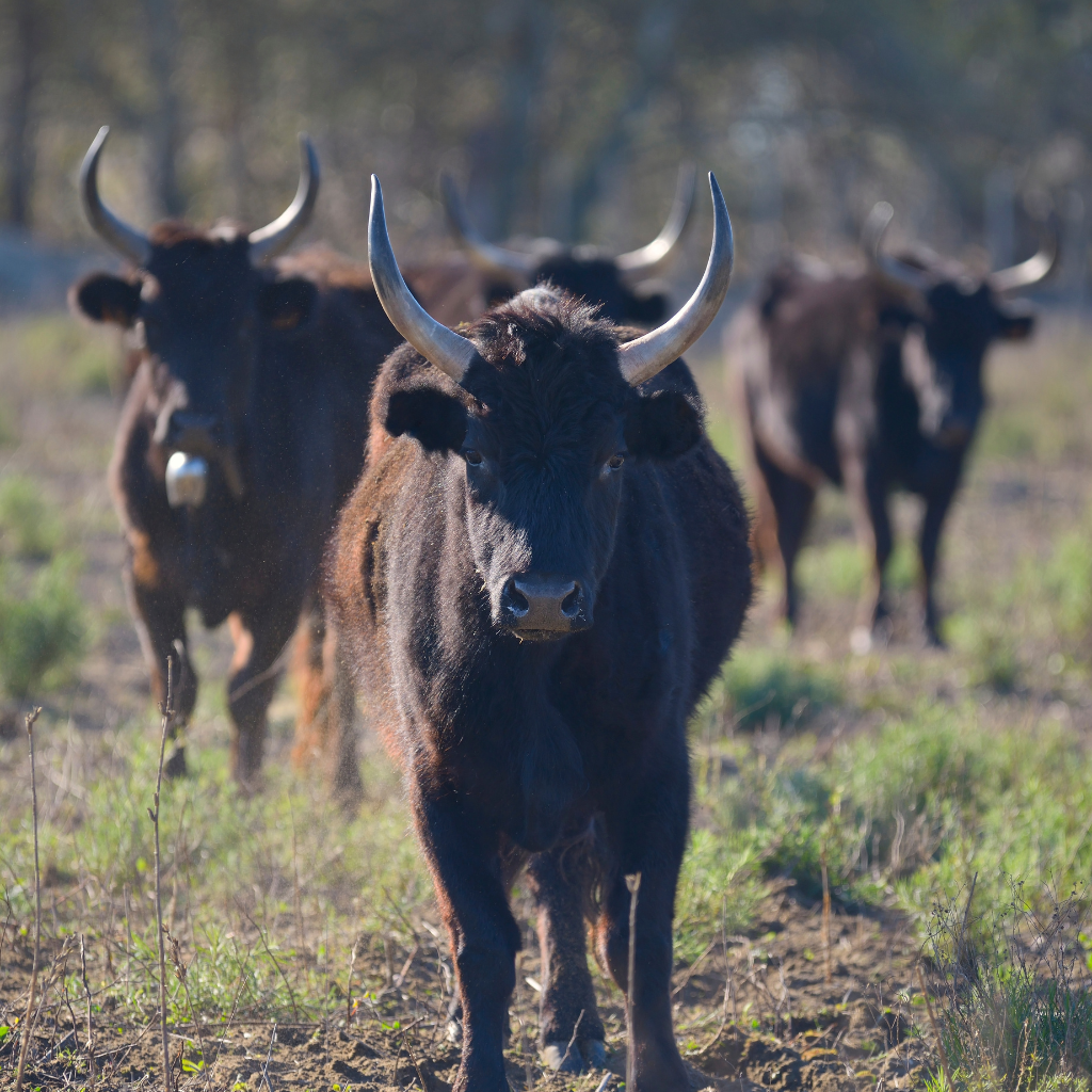 Hotel De Charme Aux Saintes Maries De La Mer 5