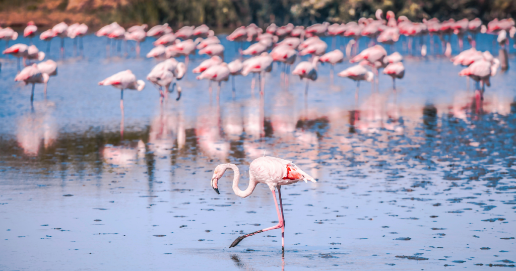 Hotel De Charme Aux Saintes Maries De La Mer 7 1