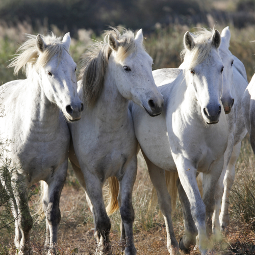 Hotel De Charme Aux Saintes Maries De La Mer 6